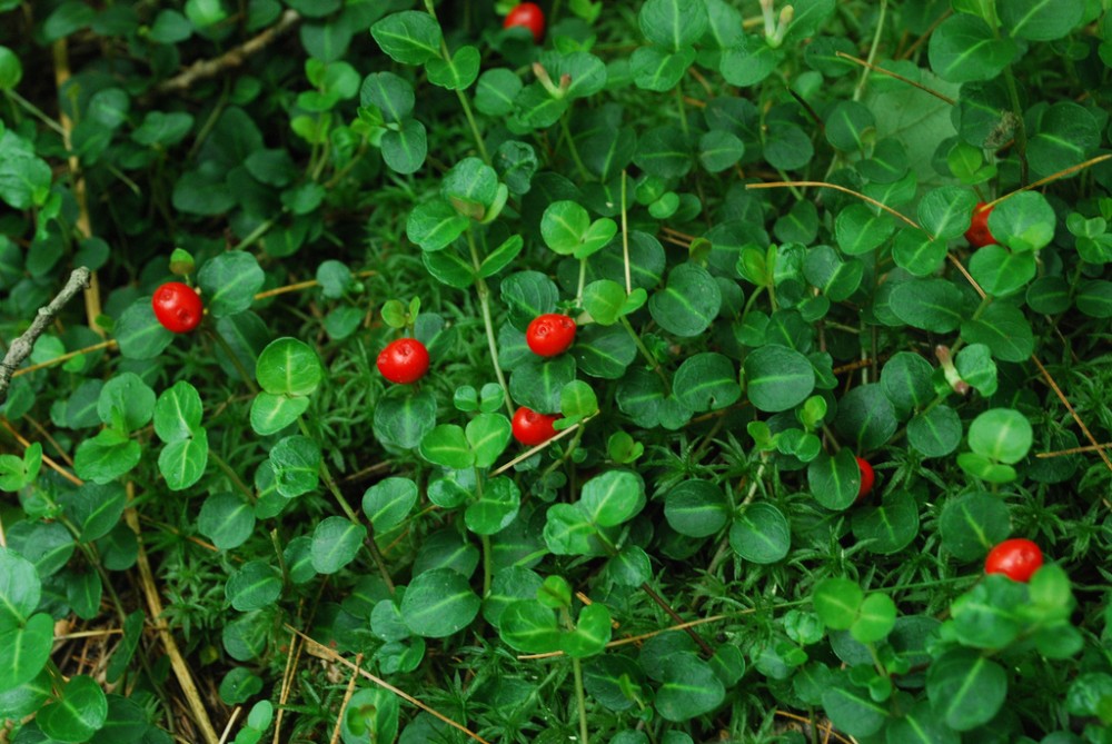 partridge_berry2